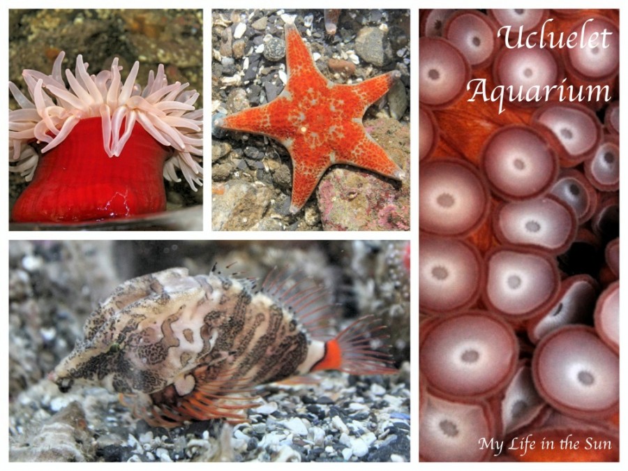 Ucluelet Aquarium Collage 1