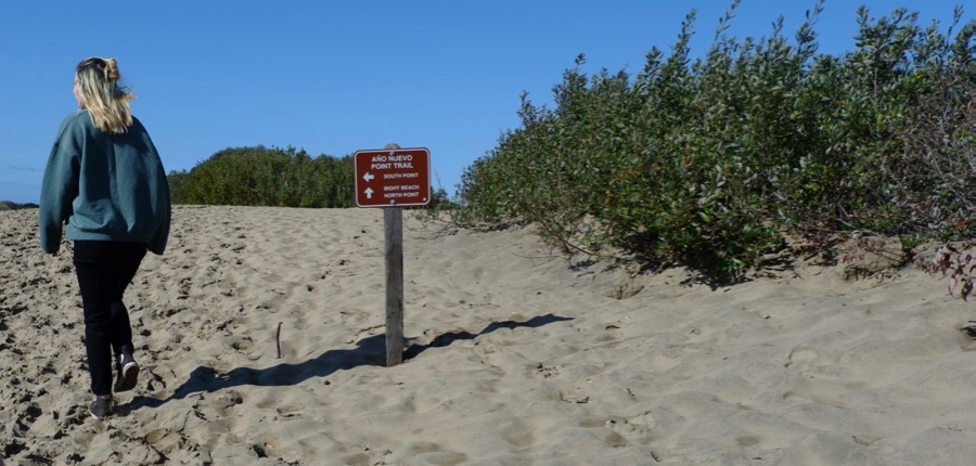 Ano Nuevo State Park in California Sand Dunes