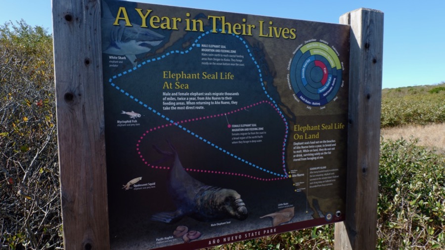 Ano Nuevo State Park in California Elephant Seals