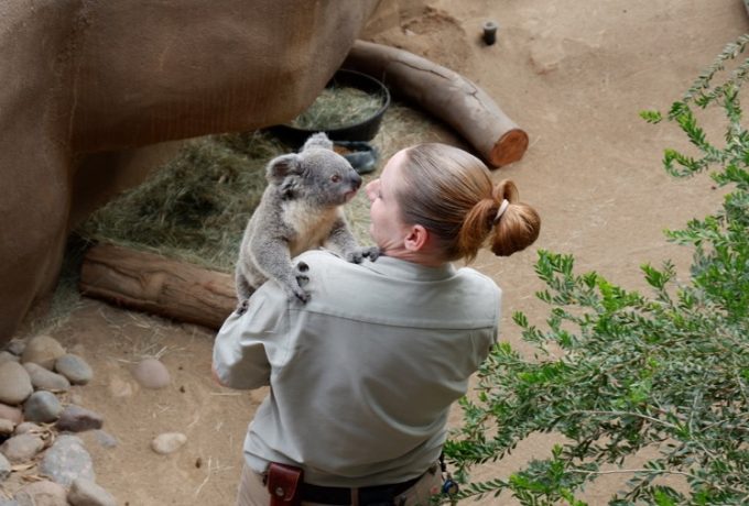 Koala Kisses at the San Diego Zoo!